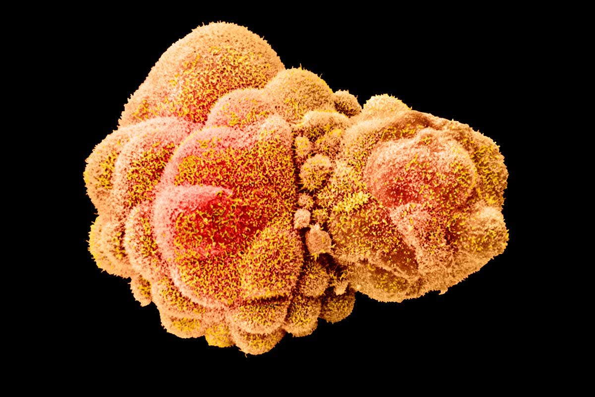 Hatched blastocyst embryo