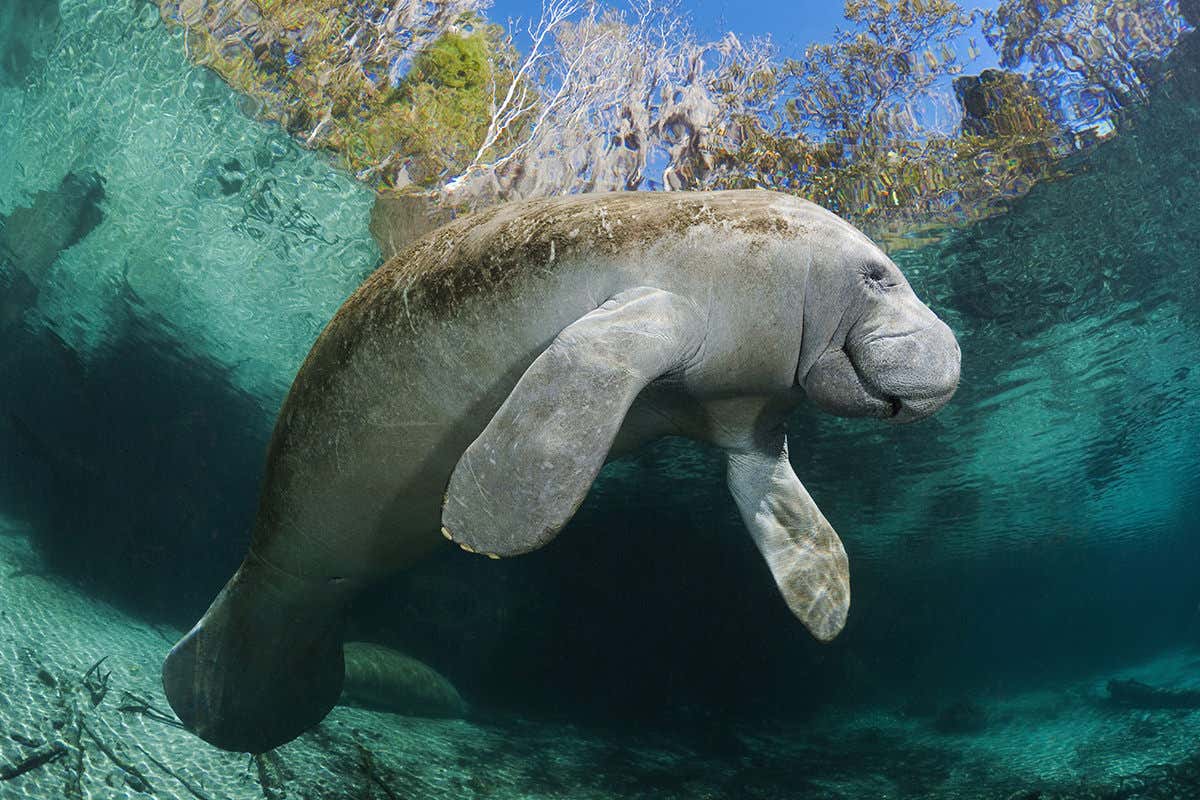 A manatee