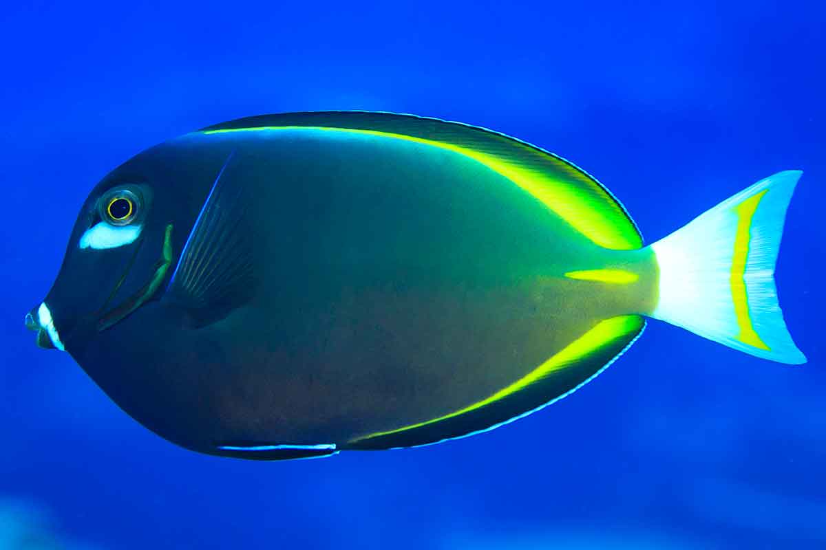 Acanthurus nigricans