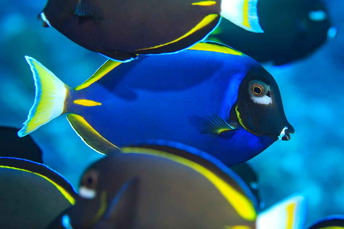 Reef fish get it on with other species at melting pot islands