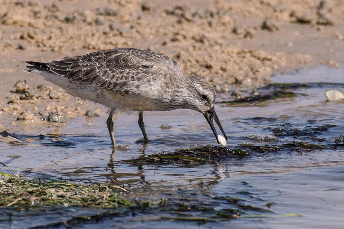 A red knot, which is brown, on the shoreline, with a white clam in its bill