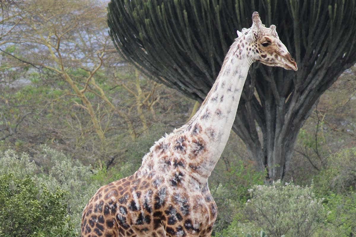 The giraffe has a very pale neck