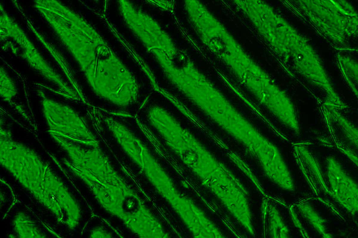 An image of onion shell