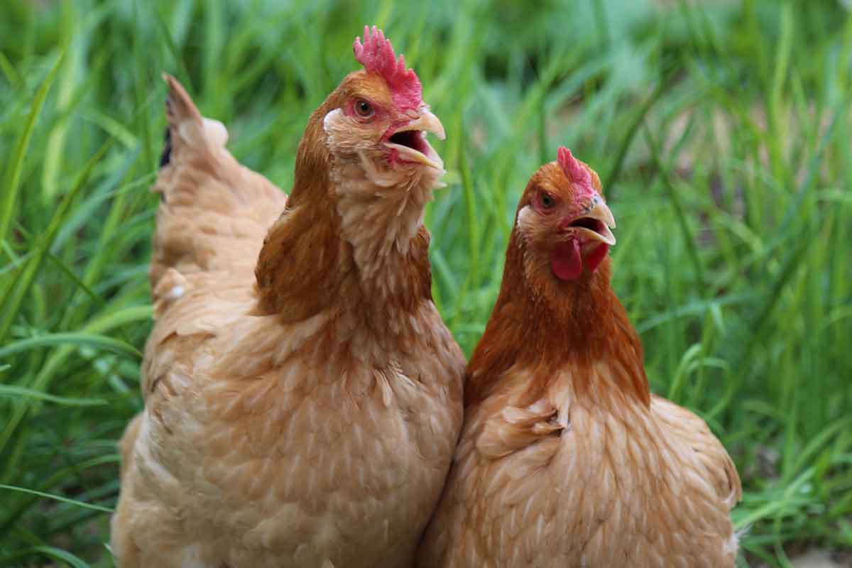 two chickens, one with and one without beard