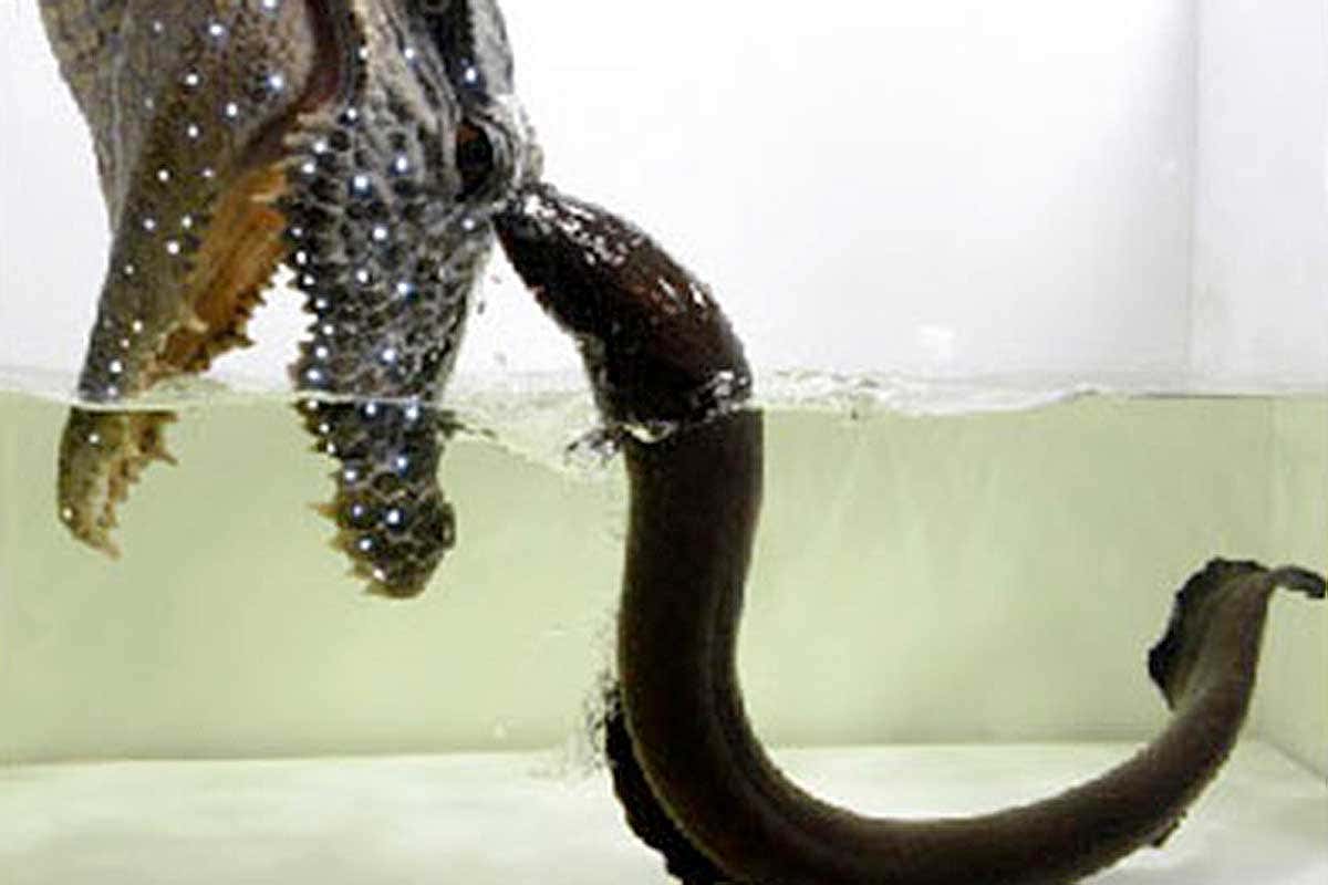 An electric eel attacking a pretend alligator