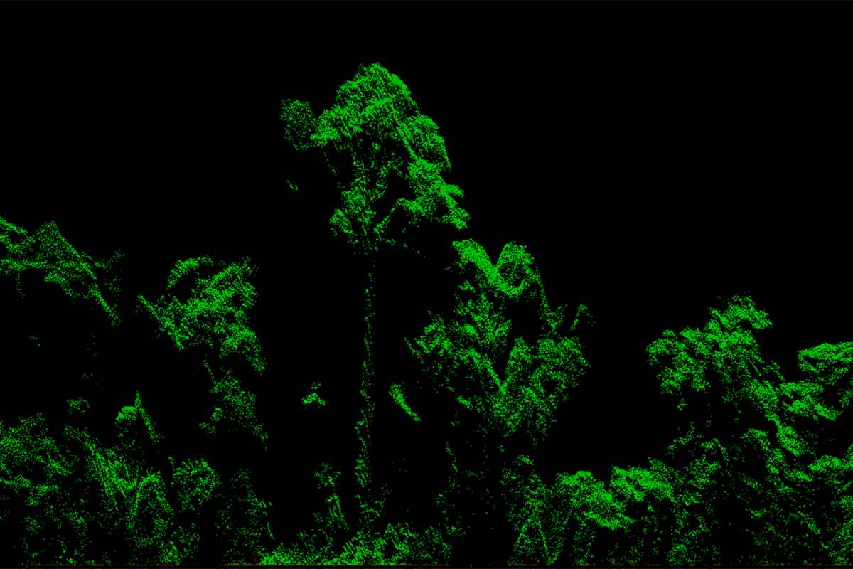 LIdar image of tree