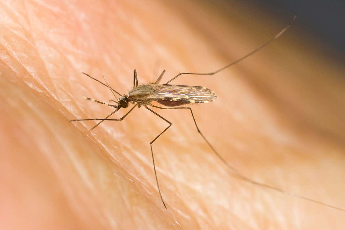 Mosquito on skin