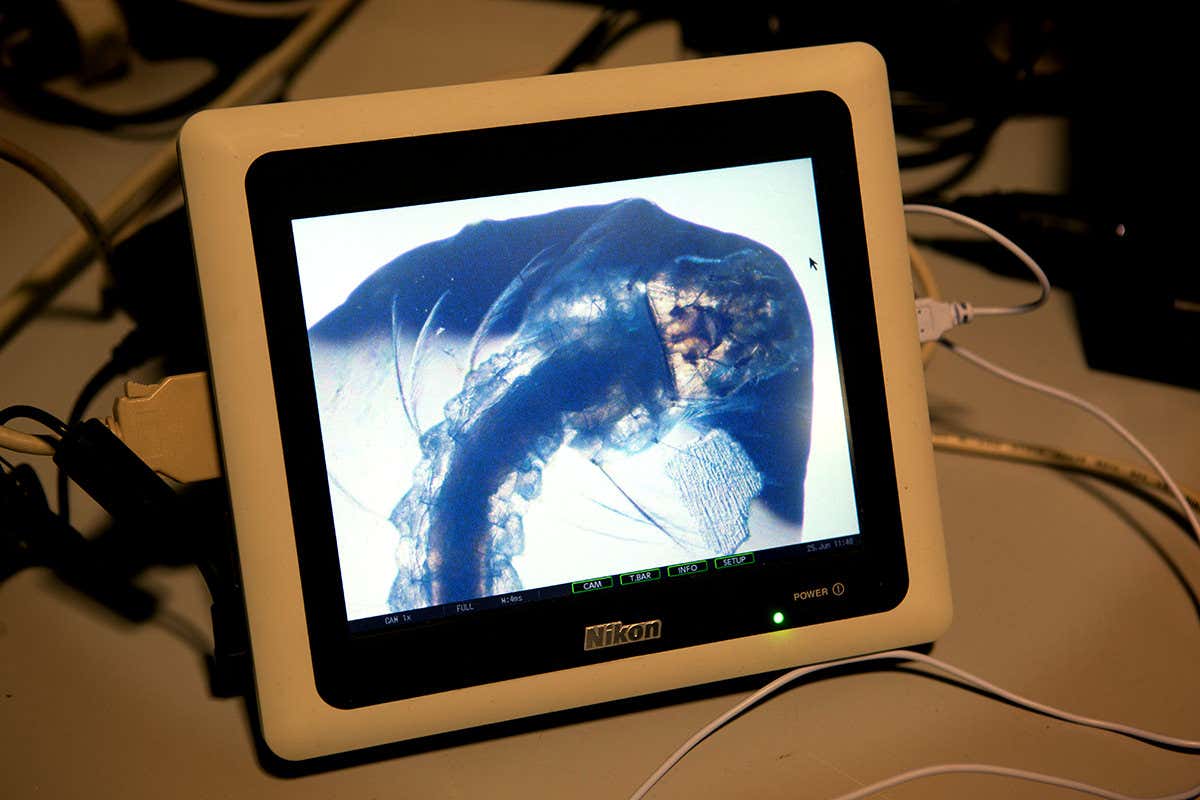 Mosquito larvae on a screen