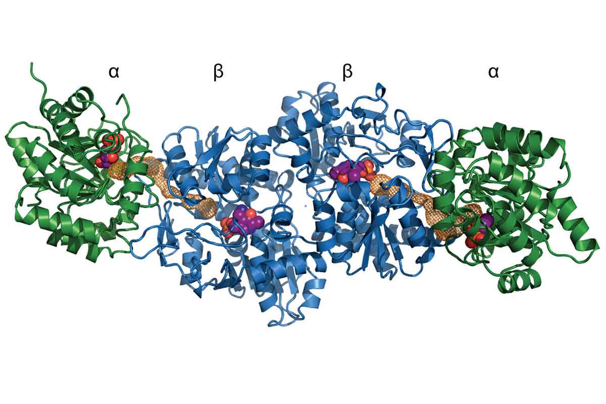 crystal structure of the reconstructed trytophan synthase complex 