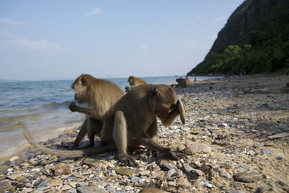 Macaques using stone tools