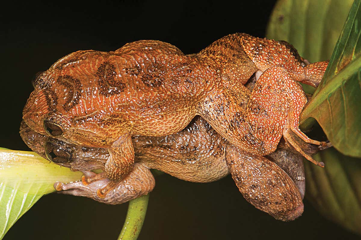 Two frogs mating