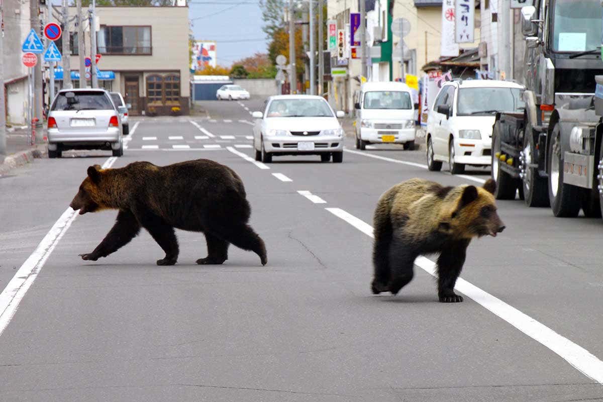 Two Asiatic black bears walking down a streeet