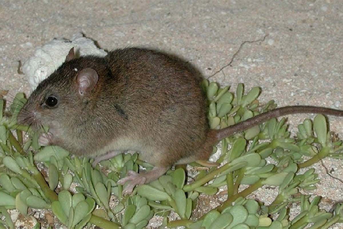Bramble Cay melomys