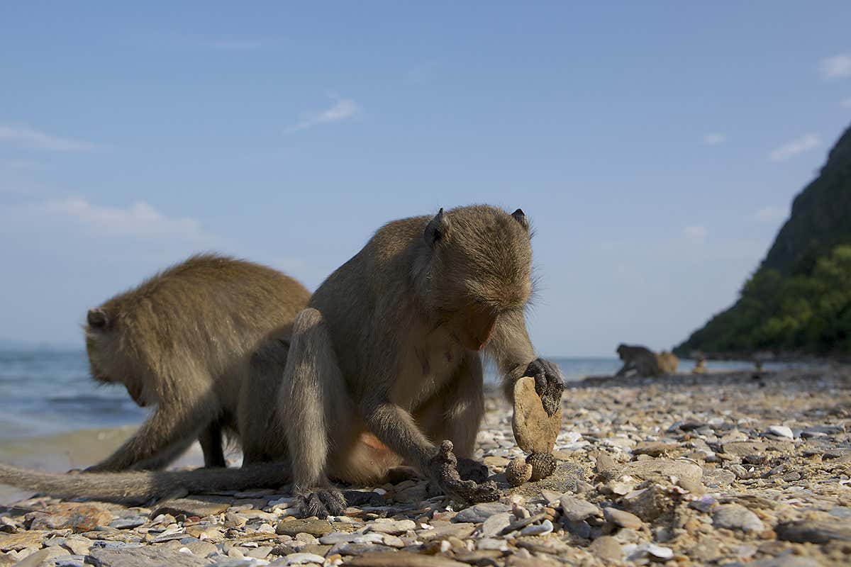 Monkeys beach