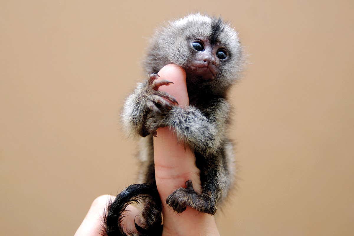 monkey on finger