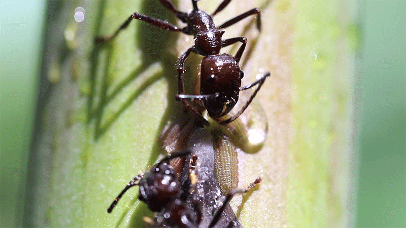 Ants taking secretions from caterpillars