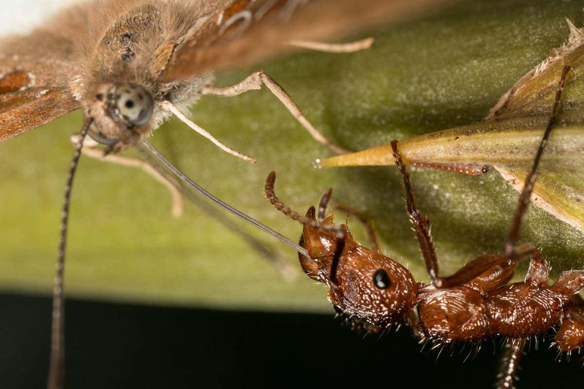 Butterfly drinking from an ant's mouth
