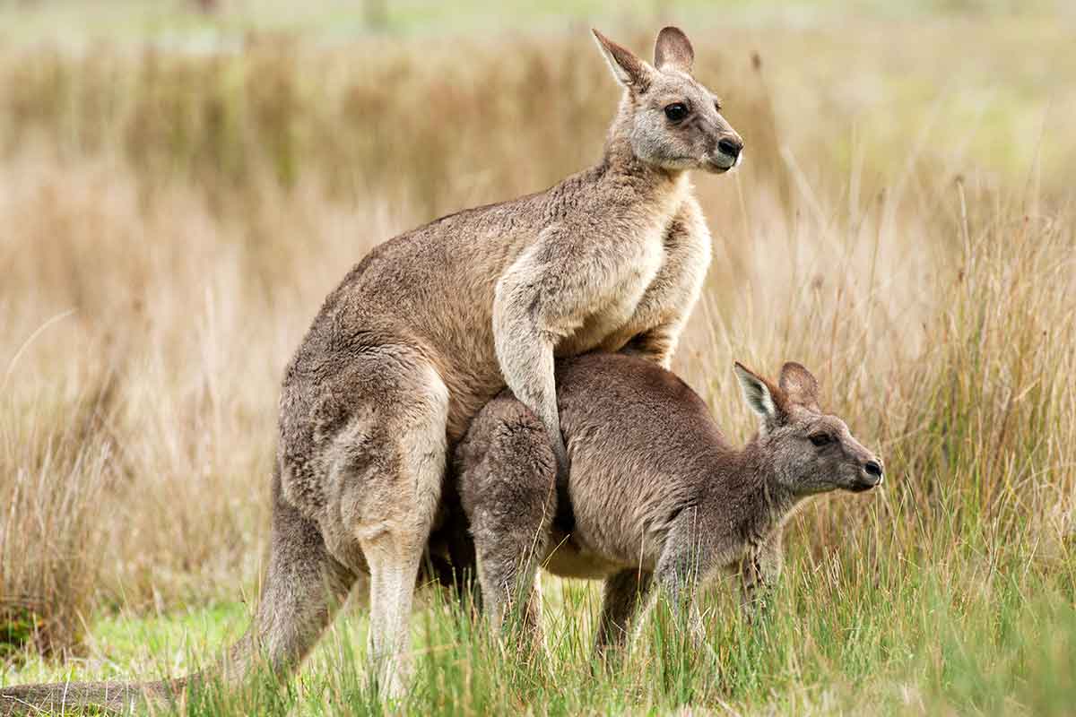 Kangaroos mating