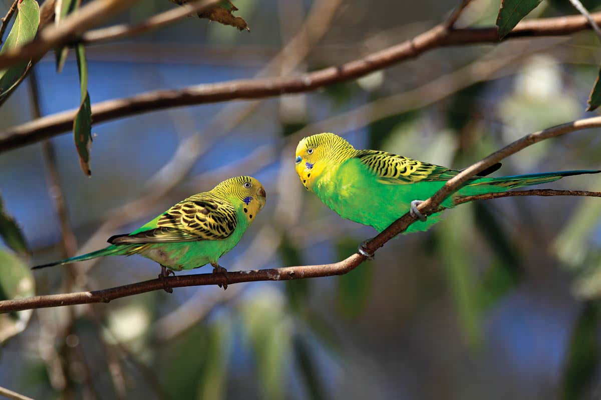 Two budgies sit on a branch facing one another