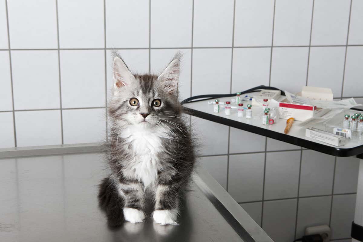 A kitten sat in a veterinary surgery in front of a tray of various medicines and equipment