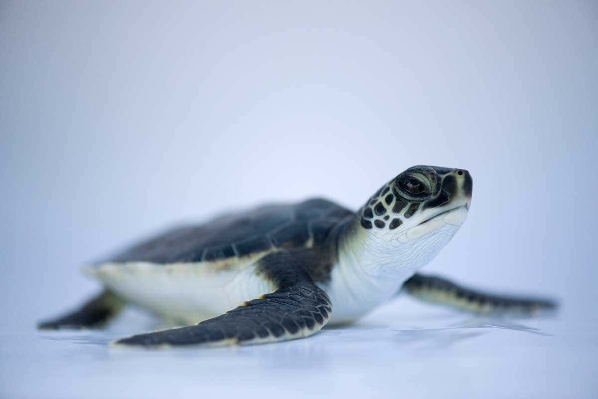 Close-up of a baby green turtle