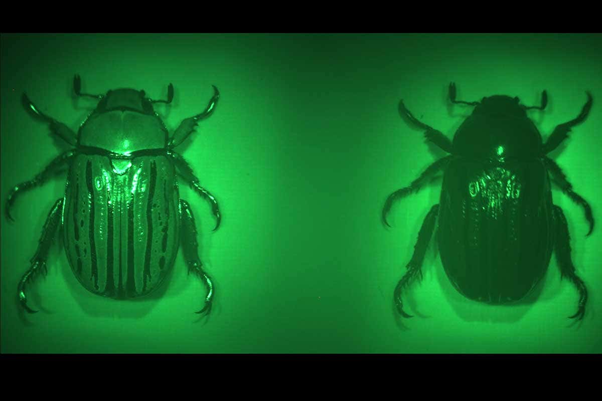 Two pictures of a beetle side by side showing the difference between images taken with left-handed and right-handed light. The beetle is bright in the left ahnd image and dark in the right hand image
