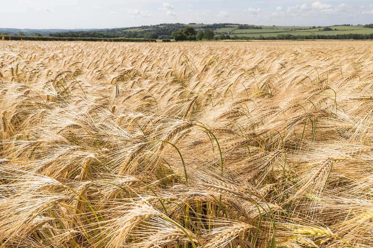 A field of wheat