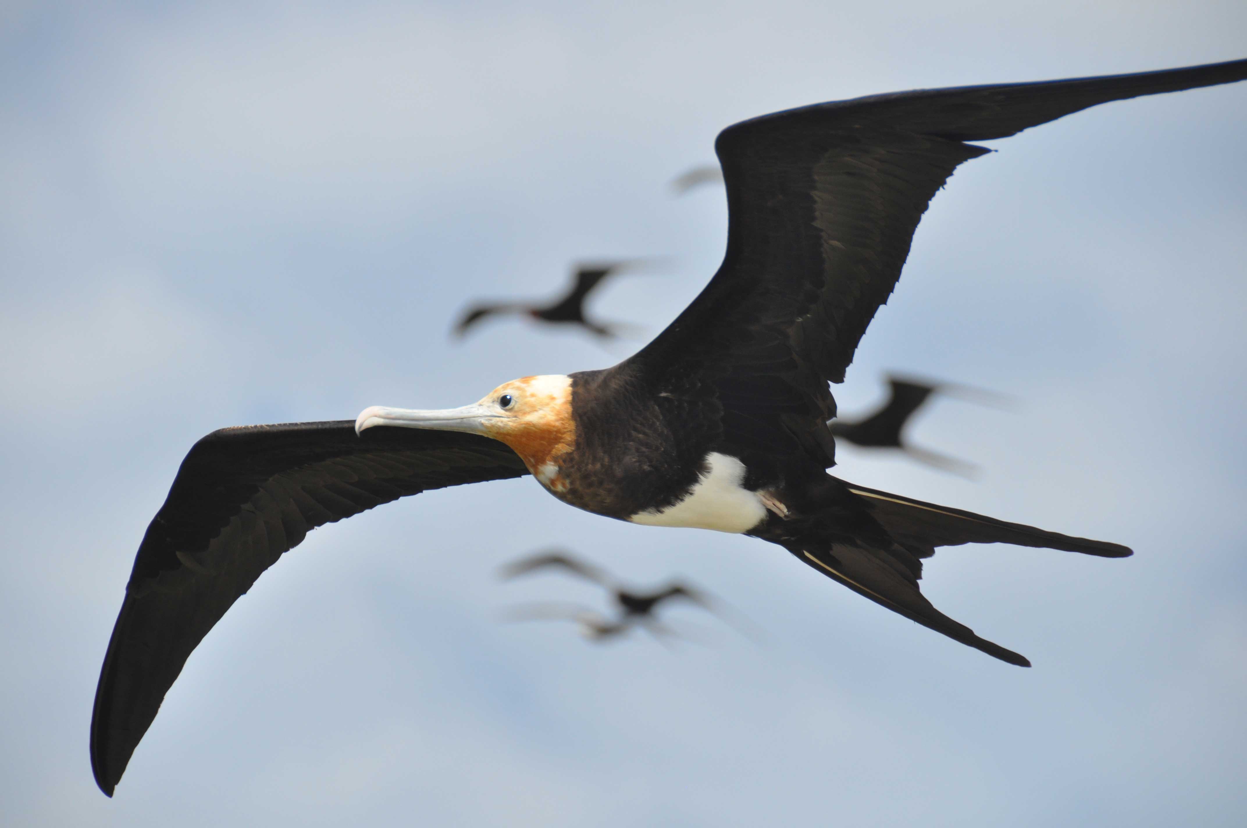 giant frigatebird on the wing