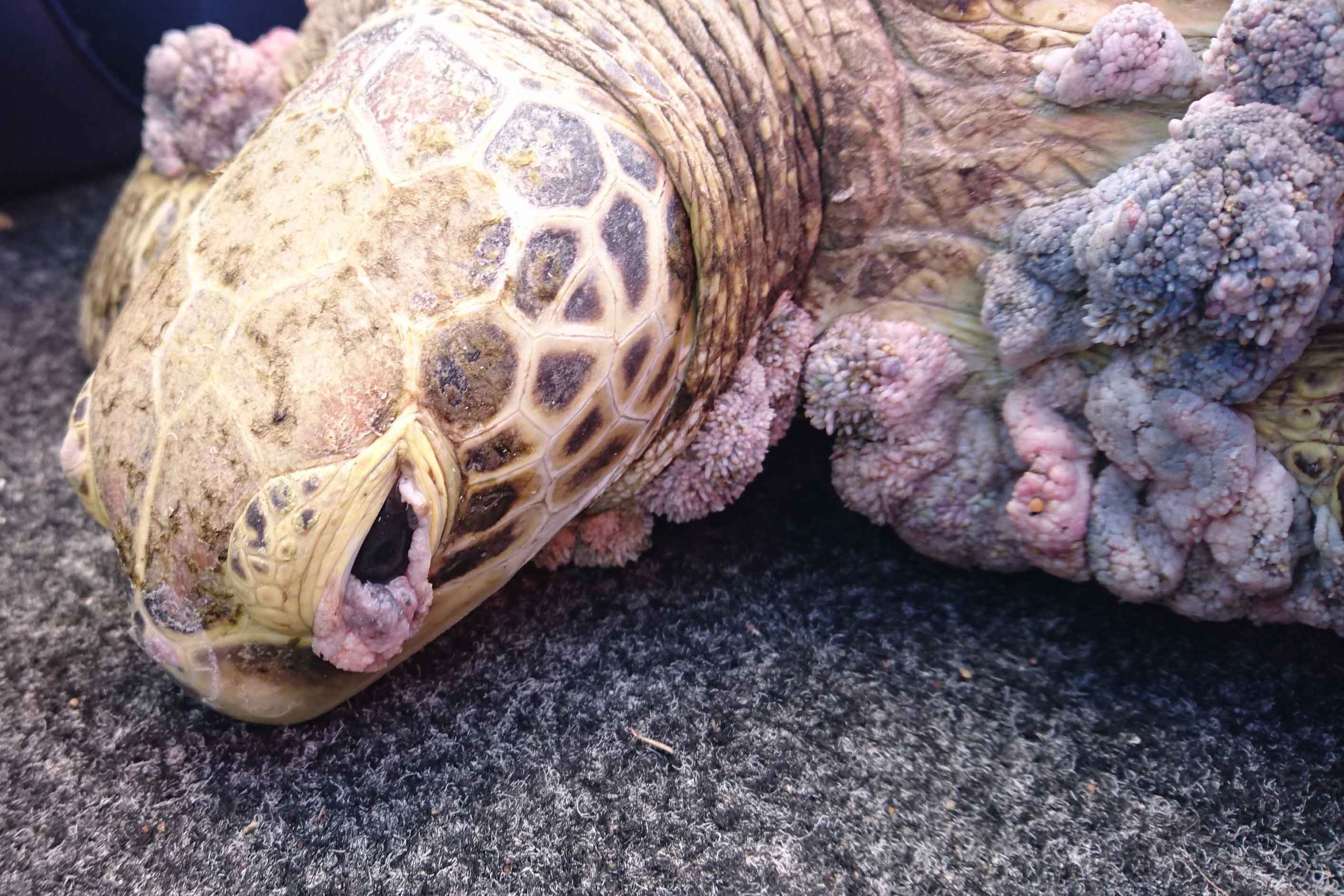 Turtle with many growths characteristic of fibropapillomatosis