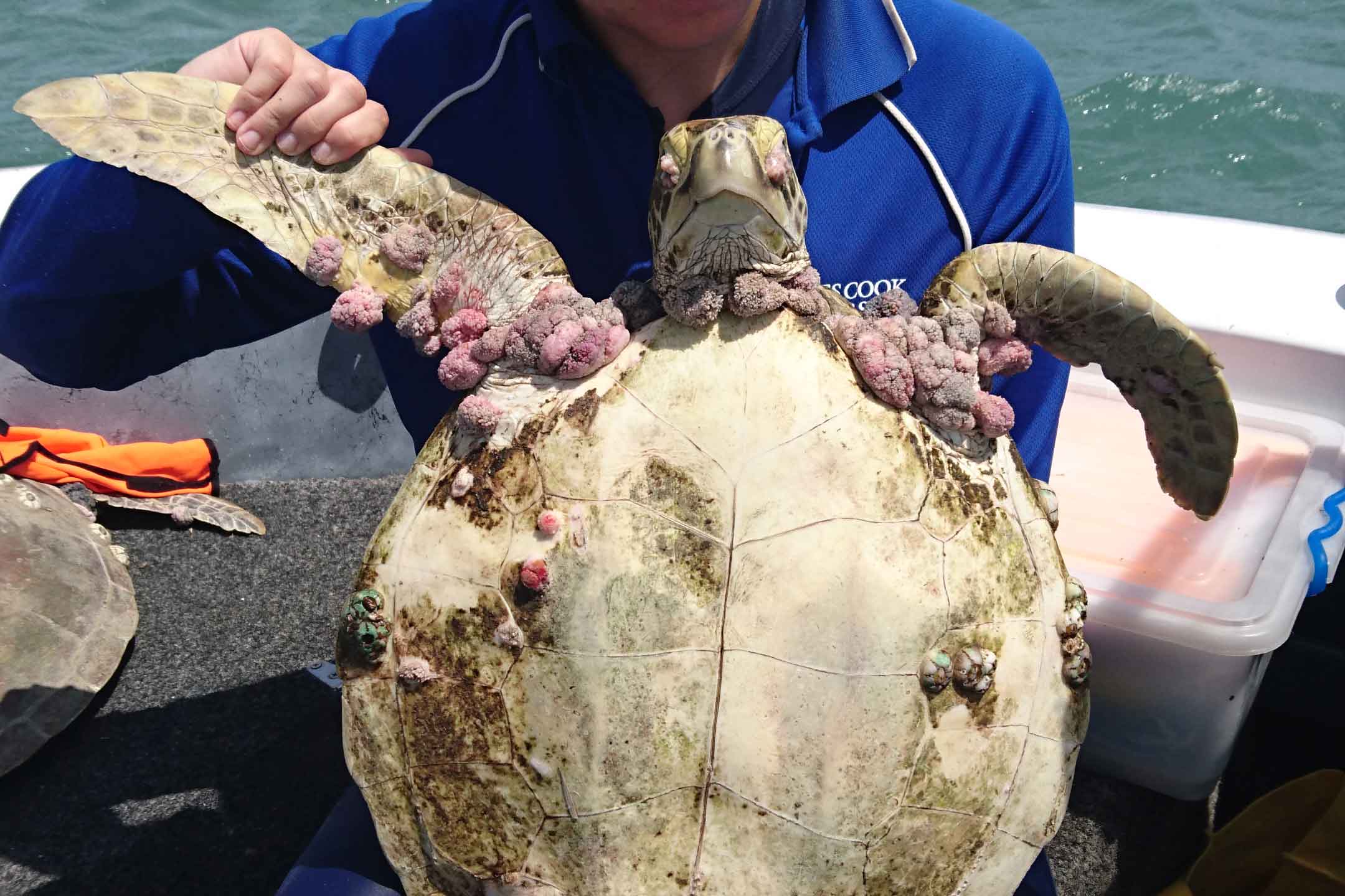 Person holds up turtle, again bearing many growths