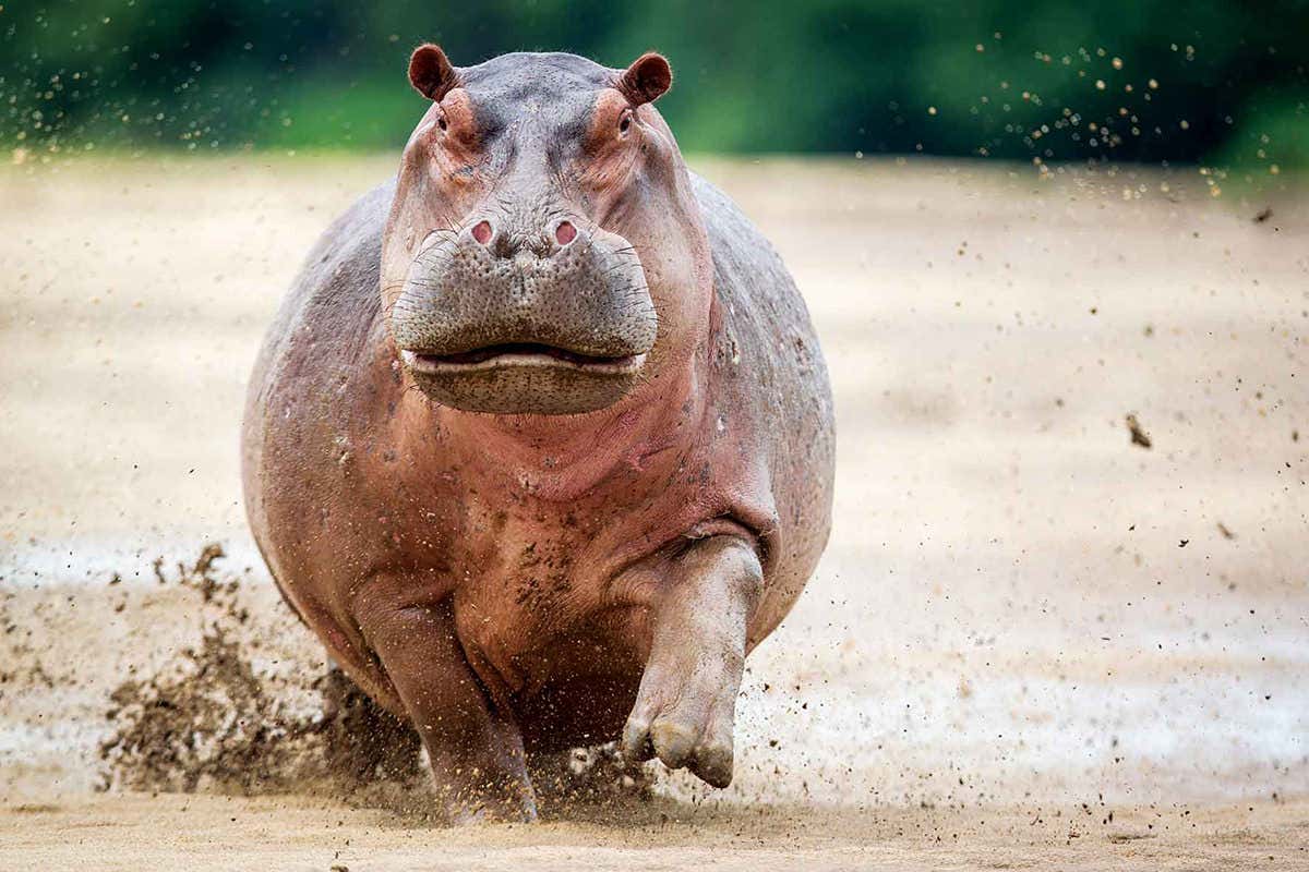 Hippopotamus running