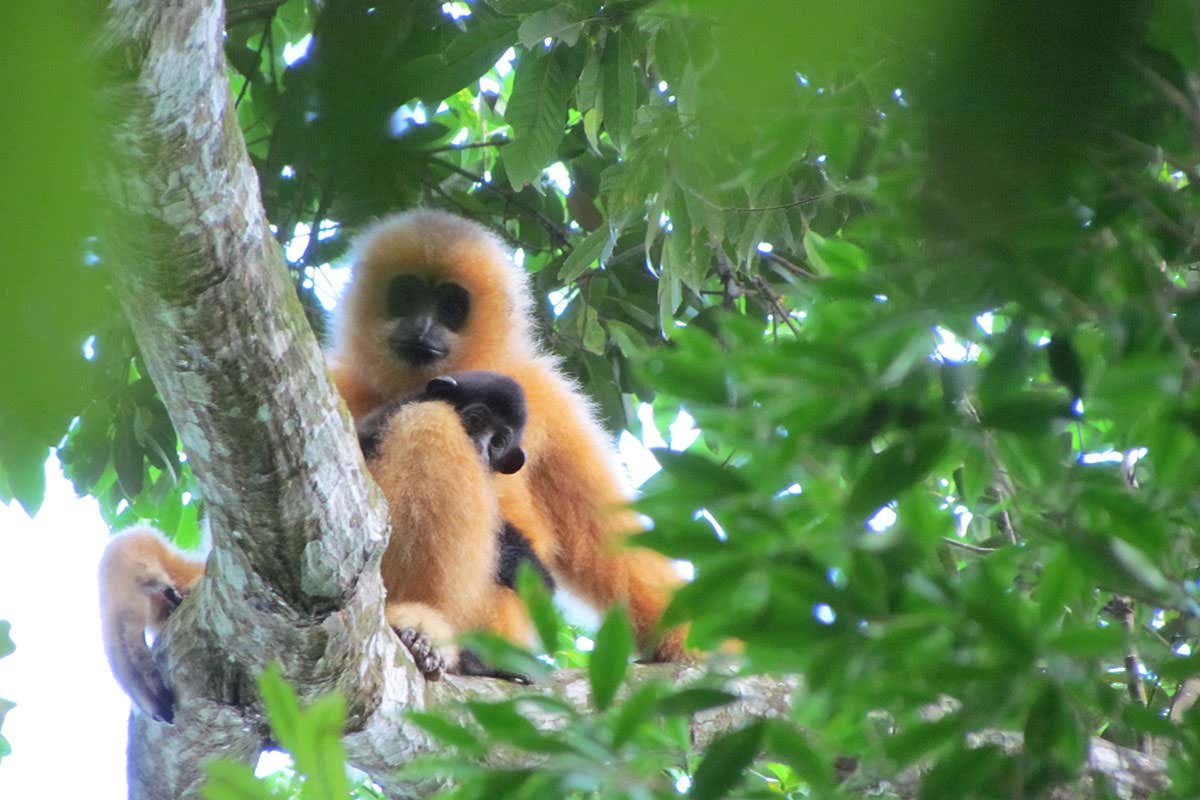 Hainan Gibbon female with young