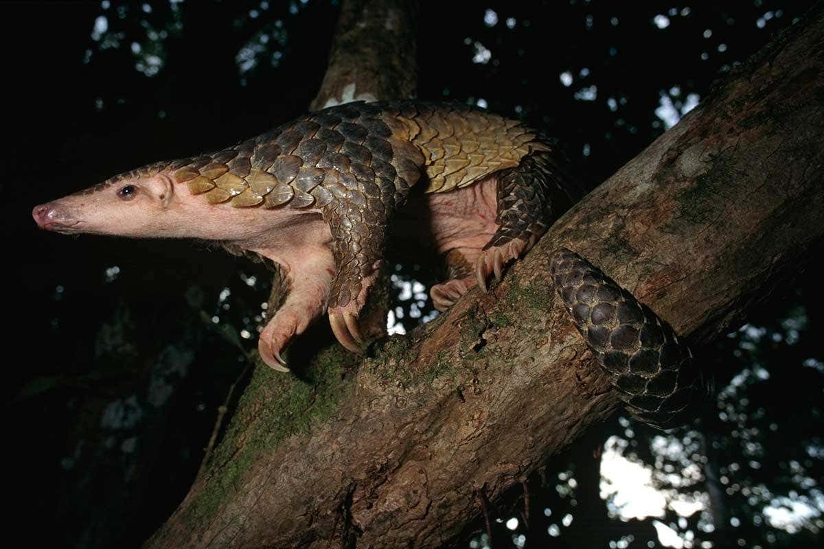 Pangolin on a tree branch