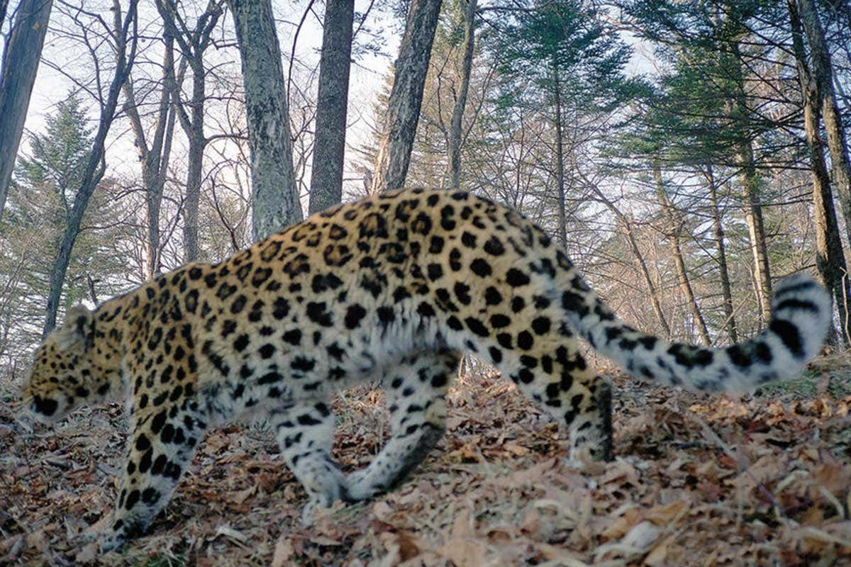 Amur leopard