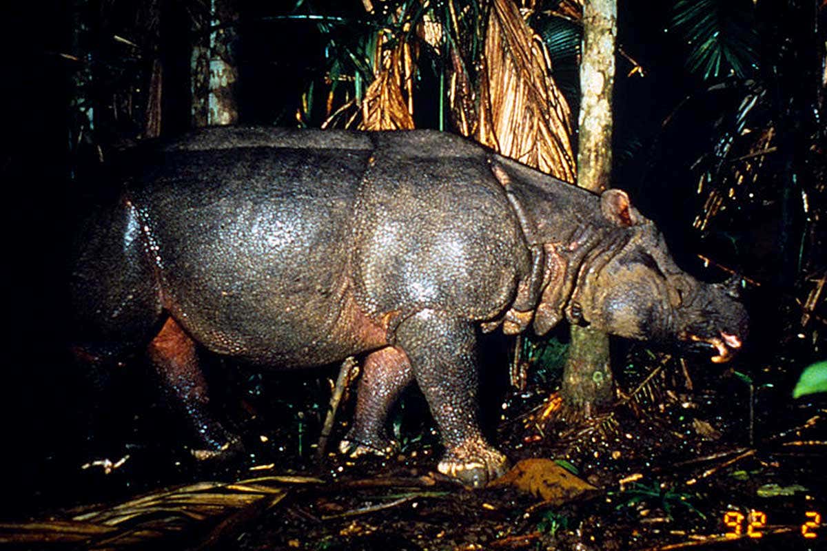 Javan rhino