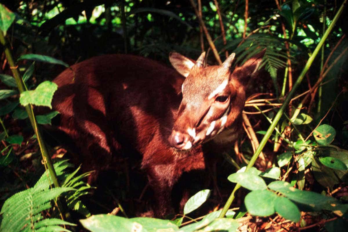 Saola