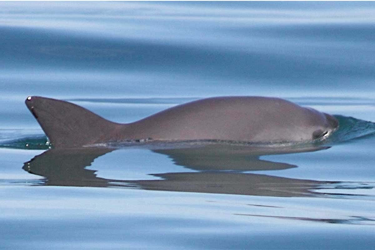 vaquita