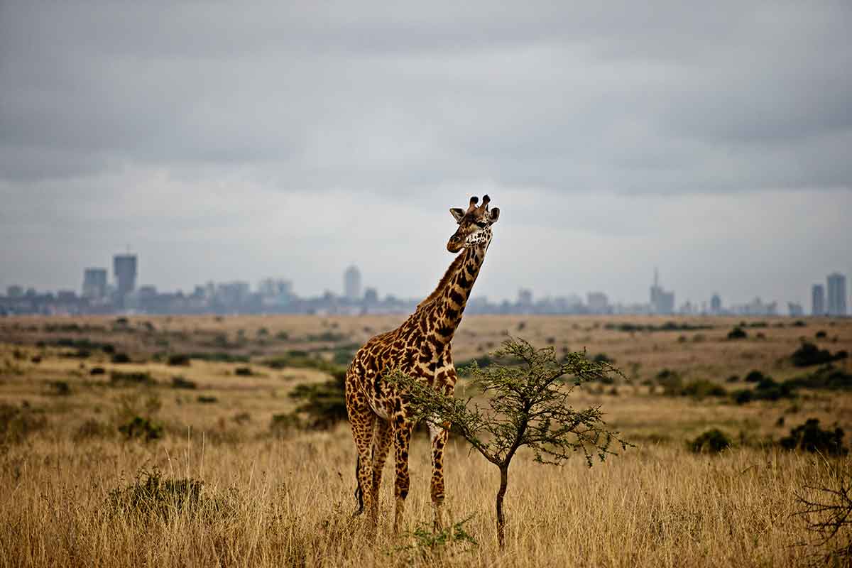 Giraffe with a blurry Nairobi cityscape on the horizon
