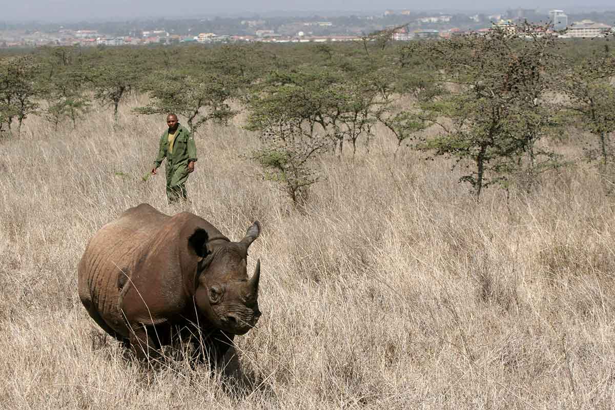 Rhino amid dry vegetation with man in military-style green in the background and Nairobi on horizon