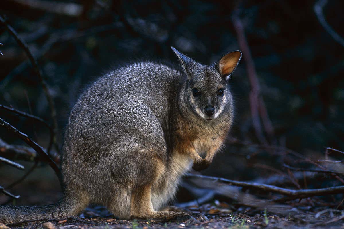 Wallaby wearable tech probes how light pollution affects sleep