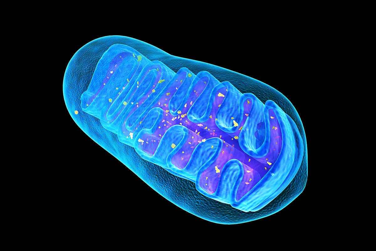 A close-up of a mitochondrion's structure