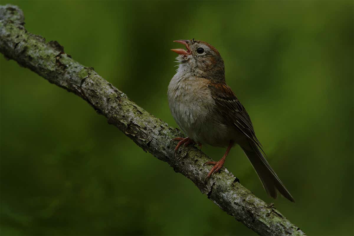 Dimly lit shot of field sparrow with beak open