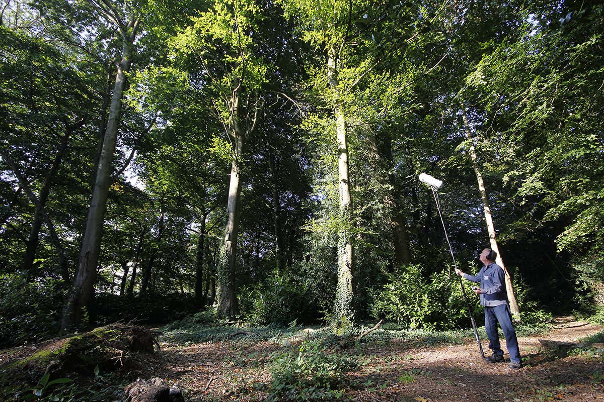 Mark Ware recording the rustling of tree foliage