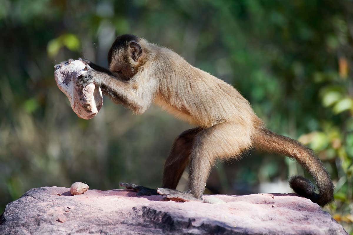 Monkey holds large stone over nut
