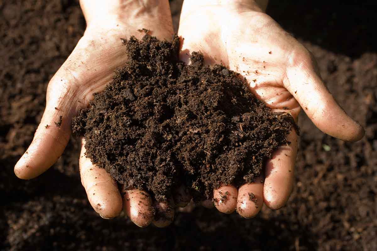 A handful of soil