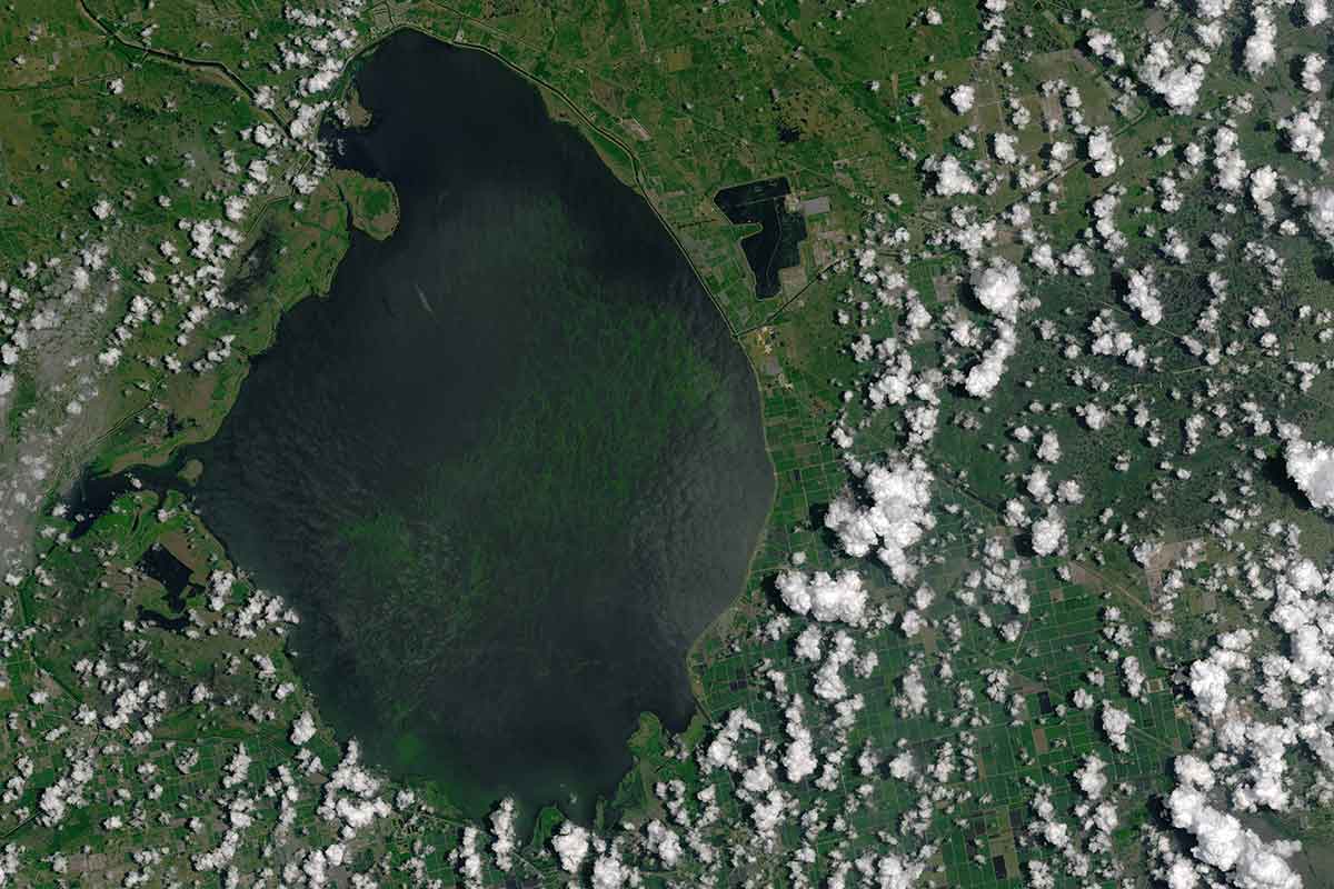 Satellite pic of giant algal bloom
