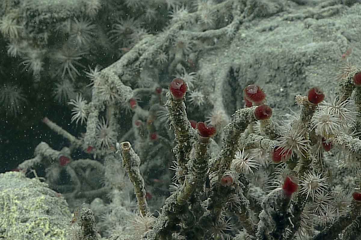 Tube worms