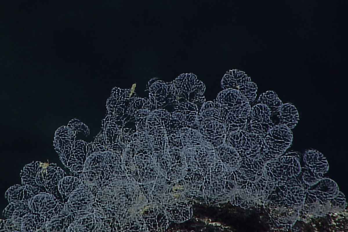 Strange feathery, wispy things