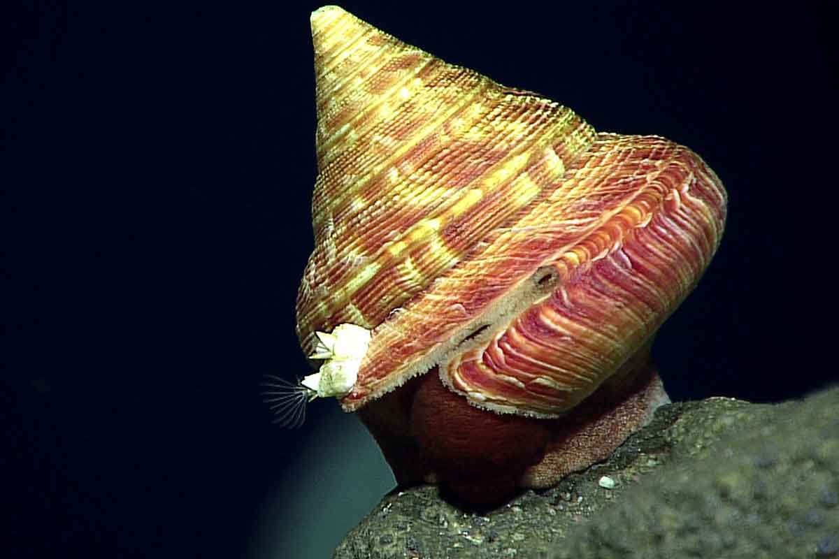 Unknown slit shell