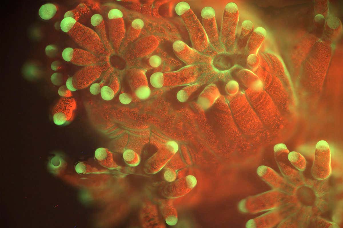 A close-up of some orange and green coral